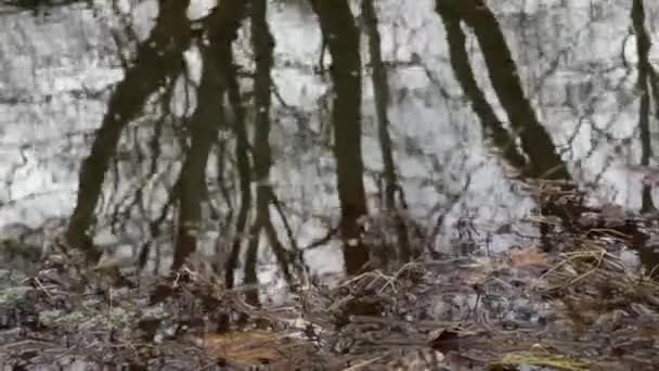Мирный Болотистый Ландшафт Зимний Мрачный День Рефлексии Деревьев — стоковое видео