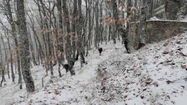 Doberman Pinscher Dog Running Snowy Oak Forest Winter Day — Stockvideo