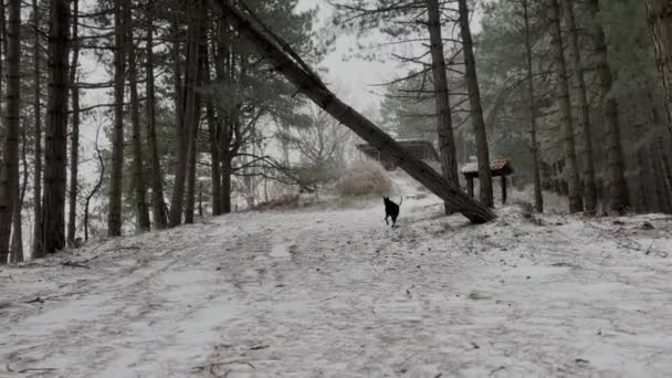 Doberman Pinscher Σκύλος Τρέχει Γρήγορα Στο Χιονισμένο Πευκοδάσος Χειμωνιάτικη Μέρα — Αρχείο Βίντεο