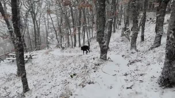 Doberman Pinscher Câine Care Explorează Pădurea Stejar Zăpadă Ziua — Videoclip de stoc