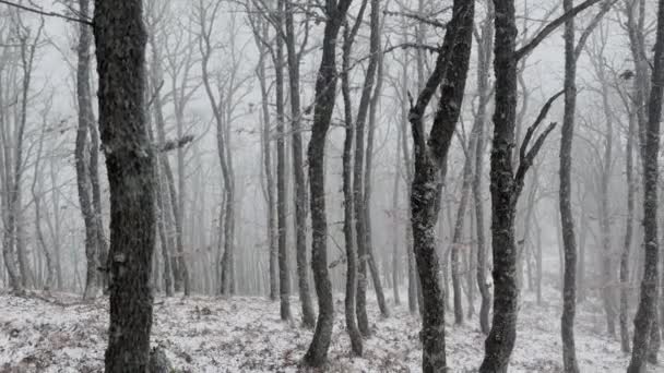 Жуткий Зимний Лес Тумане Холодный Мрачный День — стоковое видео