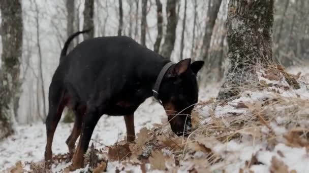 Doberman Pinscher Dog Sniffing Fallen Leafs Snowy Forest Winter Cold — Stock Video