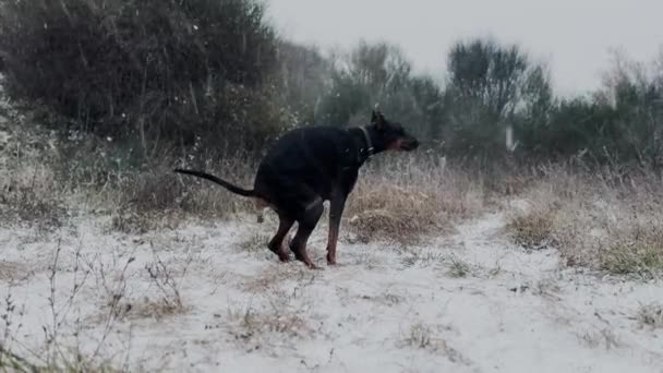 Doberman Pinscher Dog Defecating Snow Blizzard Snowy Winter Cold Day — Stockvideo