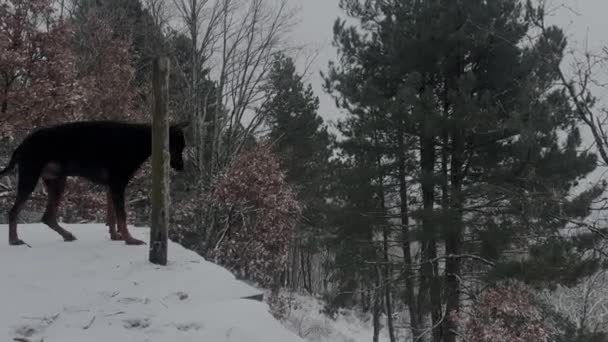 Doberman Pinscher Dog Enjoying Snowy Forest View Winter Cold Day — Vídeos de Stock