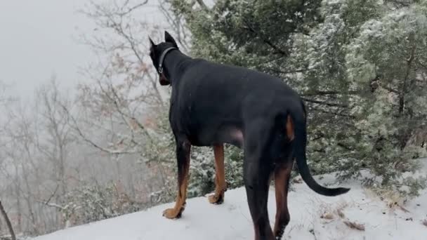 Doberman Pinscher Pes Těší Zasněžený Les Pohled Zimní Studený Den — Stock video