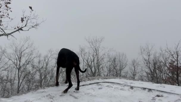 Доберман Пинчер Собака Наслаждаясь Снежный Лес Вид Зимний Холодный День — стоковое видео