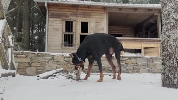 Doberman Pinscher Dog Παίζοντας Και Δαγκώνοντας Big Wood Branch Χιονισμένο — Αρχείο Βίντεο