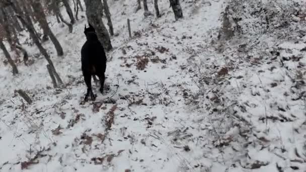 Doberman Pinscher Perro Corriendo Bosque Nevado Día Frío Invierno — Vídeos de Stock