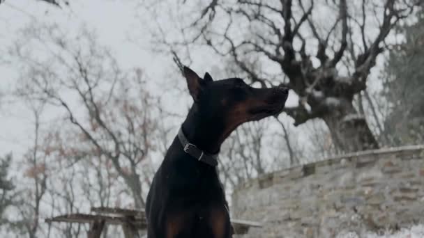 Doberman Pinscher Hond Het Bos Sneeuwwitje Winterdag — Stockvideo