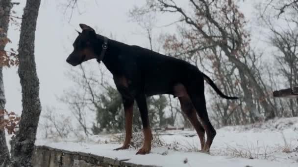 Giant Doberman Pinscher Dog Forest Snowy Winter Day — Vídeos de Stock