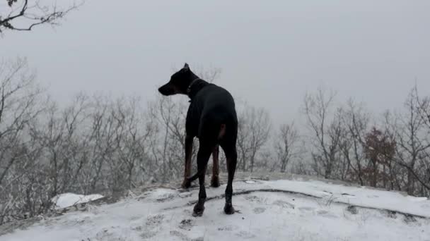 Doberman Pinscher Dog Enjoying Snowy Forest View Winter Cold Day — Vídeo de stock