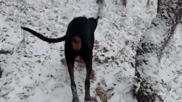 Doberman Pinscher 狗儿在雪地森林冬季寒冷的日子里奔跑 — 图库视频影像