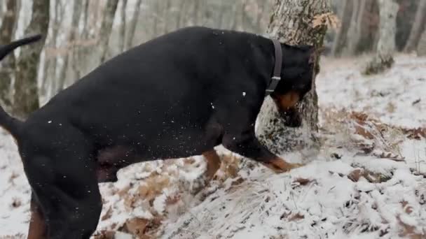 Doberman Pinscher Dog Digging Snow Fallen Leafs Sniff Forest Floor — Vídeos de Stock