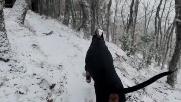 Doberman Pinscher Dog Running Snowy Forest Winter Cold Day — Stockvideo