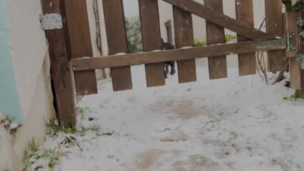 Griffon Maltese Dog Sliding Snow Wooden Door Winter Snowy Day — Vídeos de Stock