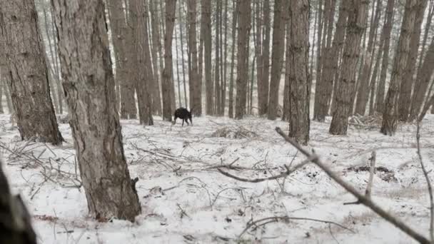 Doberman Pinscher Hond Vlucht Het Snowy Dennenbos Winterdag — Stockvideo