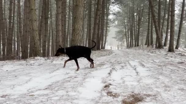 ドバーマンピンシャー 犬は雪の松の森を探索冬の日 — ストック動画