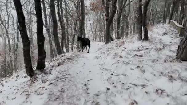 Doberman Pinscher Karlı Meşe Ormanı Kış Gününü Keşfeden Köpek — Stok video