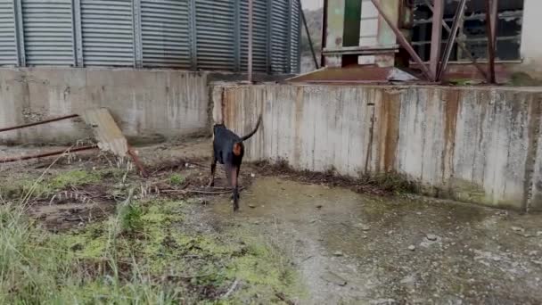 Doberman Pinscher Dog Exploring Abandoned Factory Rainstorm — Stock Video