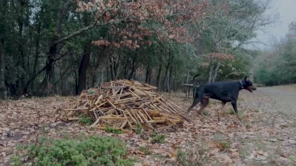 Doberman Pinscher Perro Jugando Explorando Bosque Pinos — Vídeos de Stock
