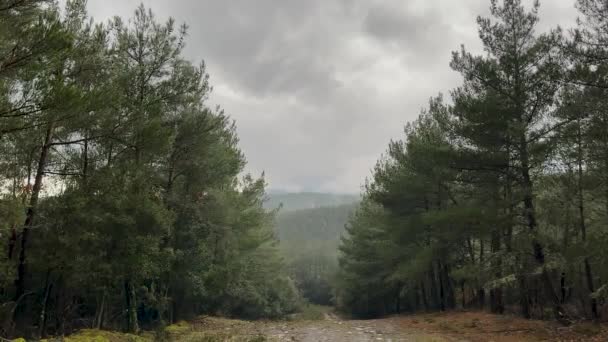 Paysage Paisible Pluie Dans Bois Pin — Video