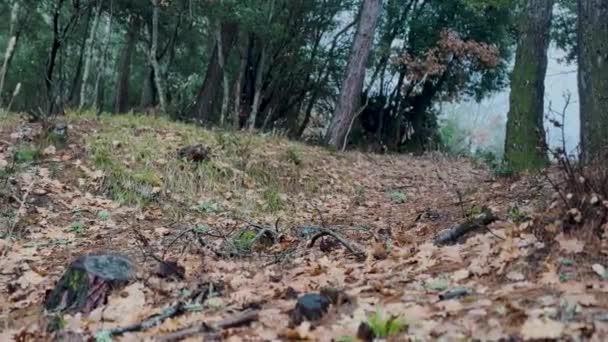 Doberman Pinscher Dog Correndo Pela Floresta Dia Chuvoso — Vídeo de Stock