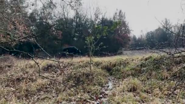Doberman Pinscher Dog Wandering Forest Rainy Day — Vídeo de stock