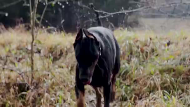 Doberman Pinscher Dog Acqua Potabile Nello Stagno Della Foresta — Video Stock