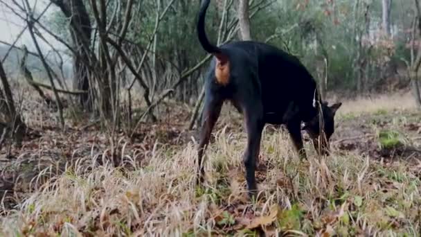 Doberman Pinscher Dog Gras Eten Spetteren Vijver — Stockvideo