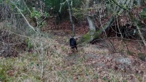 Doberman Pinscher Dog Exiting Forest Muddy Field — Stockvideo