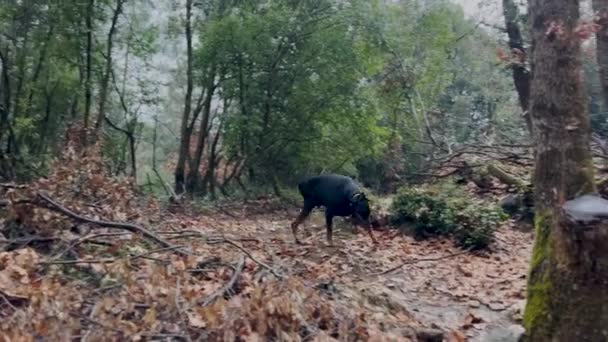 Doberman Pinscher Dog Explorando Bosque Durante Tormenta Lluvia — Vídeo de stock