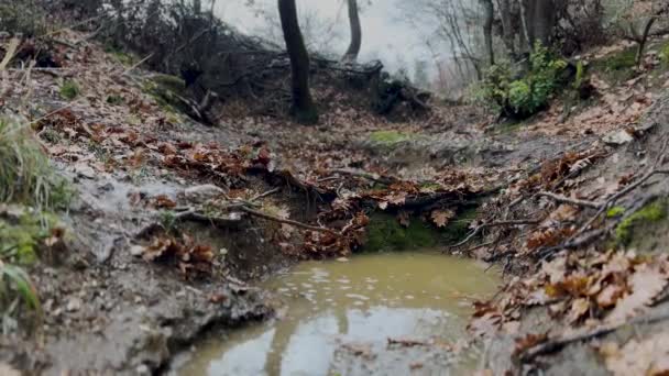 森の中の小さな水の流れ 雨の秋の日 — ストック動画