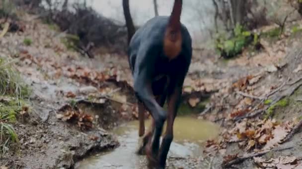 Doberman Pinscher Dog Πιτσιλίζει Στη Λίμνη Του Νερού — Αρχείο Βίντεο