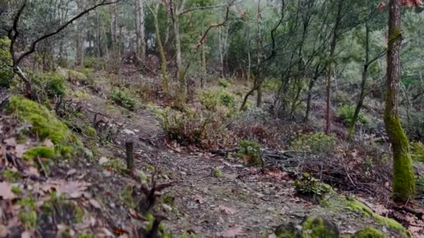 Doberman Pinscher Dog Rennend Het Bos Tijdens Regenbui — Stockvideo