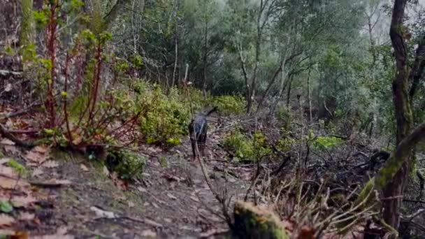 Όμορφο Δάσος Pinewood Μια Βροχερή Μελαγχολική Μέρα — Αρχείο Βίντεο
