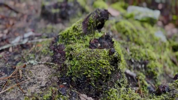 Rainy Gloomy Day Moss Filled Forest — Stockvideo
