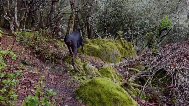 雨嵐の間の森林の深さを探るドバーマン ピンチャー ドッグ — ストック動画