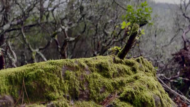 森の中で苔で満たされた岩 雨の栄光の日 — ストック動画