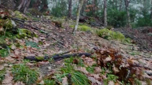 ドバーマン ピンチャー ドッグ森の音を聞きながら雨の日に森を歩く — ストック動画