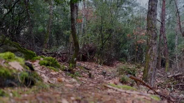 Doberman Pinscher Dog Exploring Pine Oak Forest — Vídeo de stock