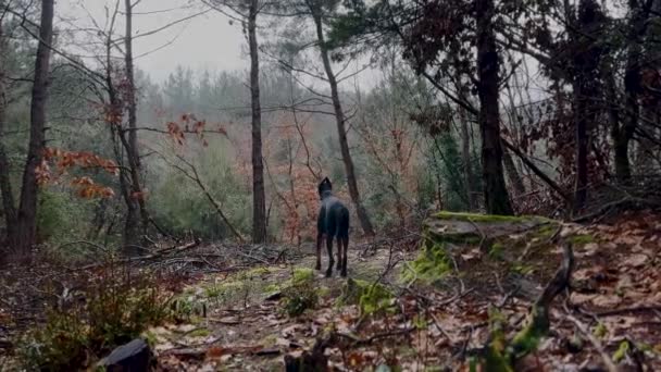 ドバーマン ピンチャー ドッグ森の景色 光の雨を楽しむ — ストック動画