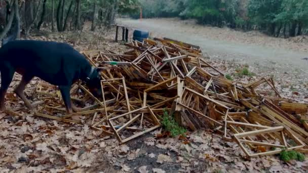 Doberman Pinscher Dog Jugando Explorando Bosque Pinos — Vídeos de Stock