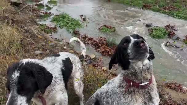 Tweeling Honden Staan Bij Rivier — Stockvideo