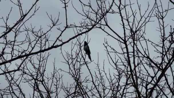 Eurasian Magpie Silhouette Ramos Árvores Rainy Gloomy Day — Vídeo de Stock