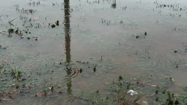 Flooded Park Gloomy Rainy Day Water Reflections — Vídeo de Stock