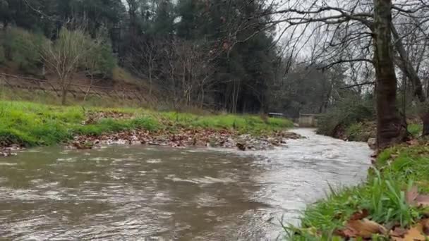 Shallow Fast Moving Forest Stream Rainy Gloomy Day Peaceful Sounds — Vídeo de Stock