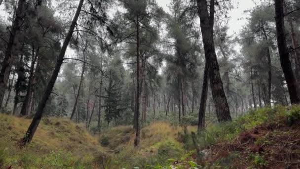 Piękny Las Sosnowy Podczas Burzy Deszczowej — Wideo stockowe