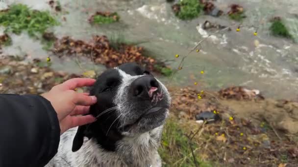 Petting Piękny Bezpański Pies Nad Rzeką — Wideo stockowe