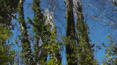 Windy Day At The Forest, Tall Trees Dancing In The Wind, Winter Sky 