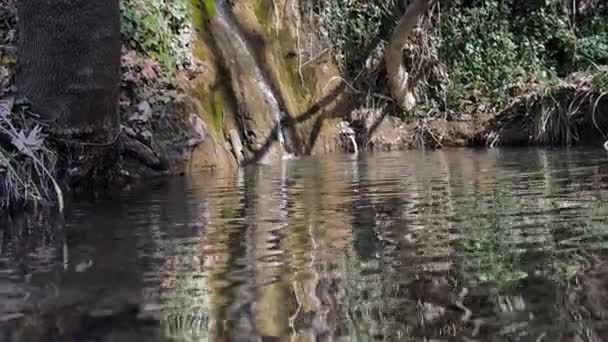 Hidden Forest Pond Water Trickling Rocks Windy Day Exploring Forest — Vídeo de Stock